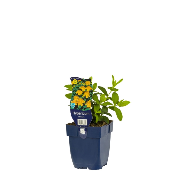 Image de Hypericum calycinum - pot de 11 cm.