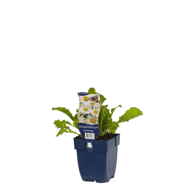 Image de Leucanthemum v. 'Maikönigin' - pot de 11 cm.