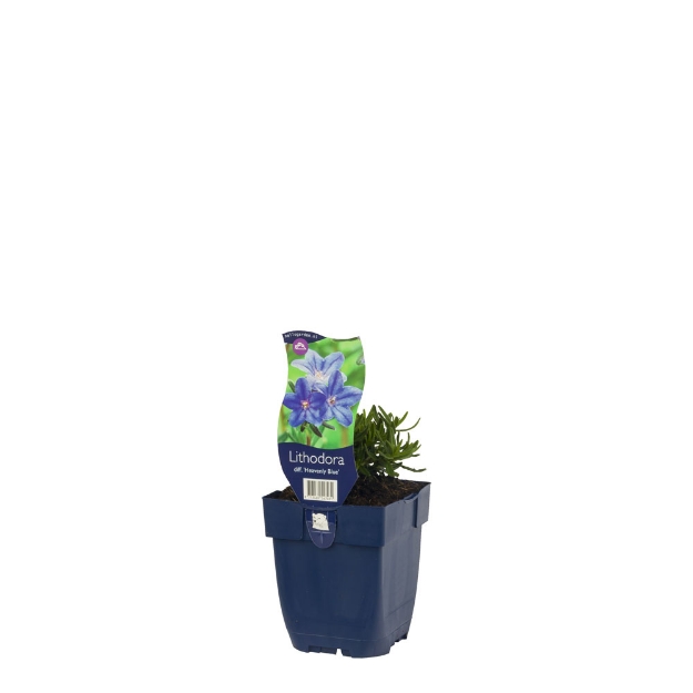 Image de Lithodora diff. 'Heavenly Blue' - pot de 11 cm.