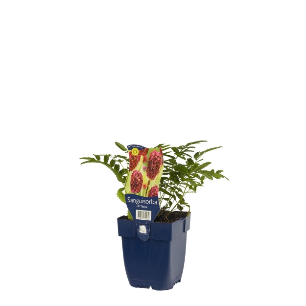 Image de Sanguisorba off. 'Tanna' - pot de 11 cm.
