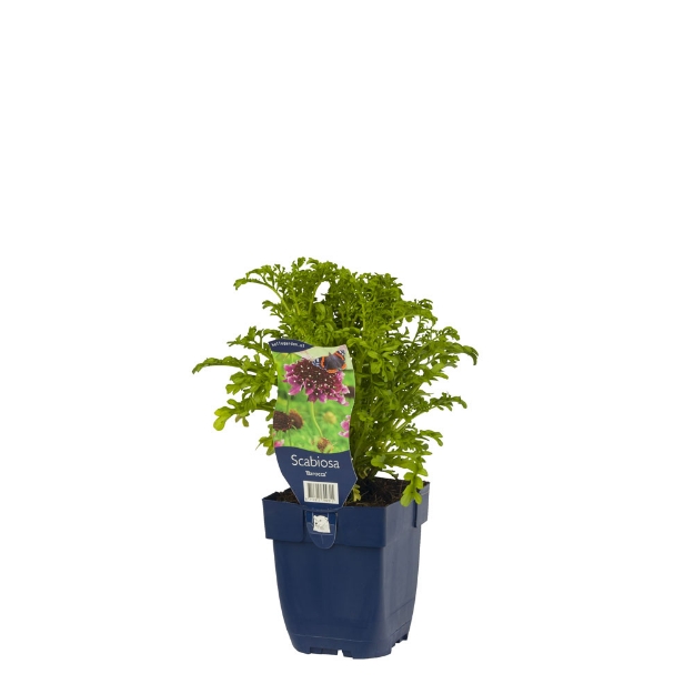 Image de Scabiosa 'Barocca' - pot de 11 cm.