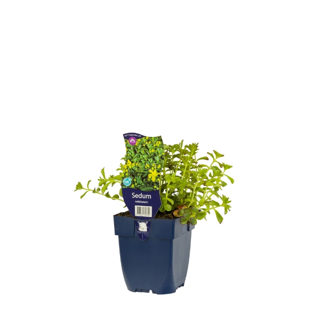 Image de Sedum selskianum - pot de 11 cm.