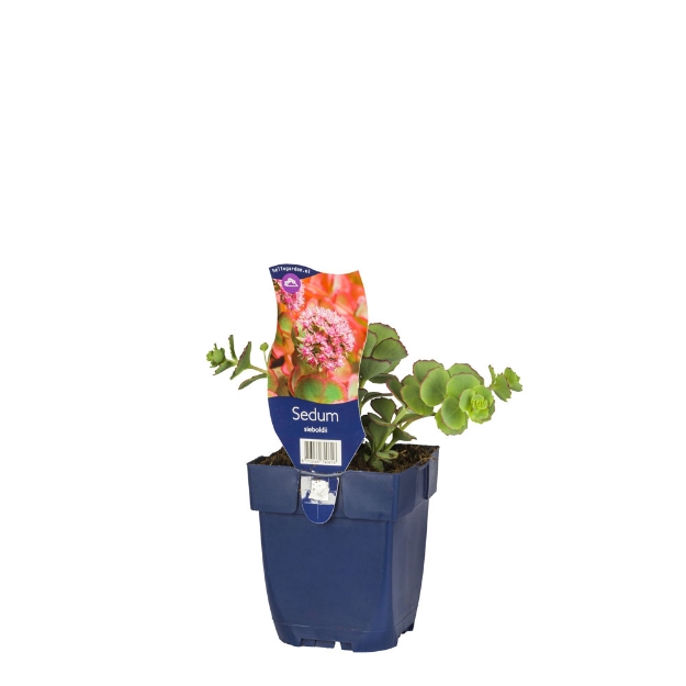 Image de Sedum sieboldii - pot de 11 cm.