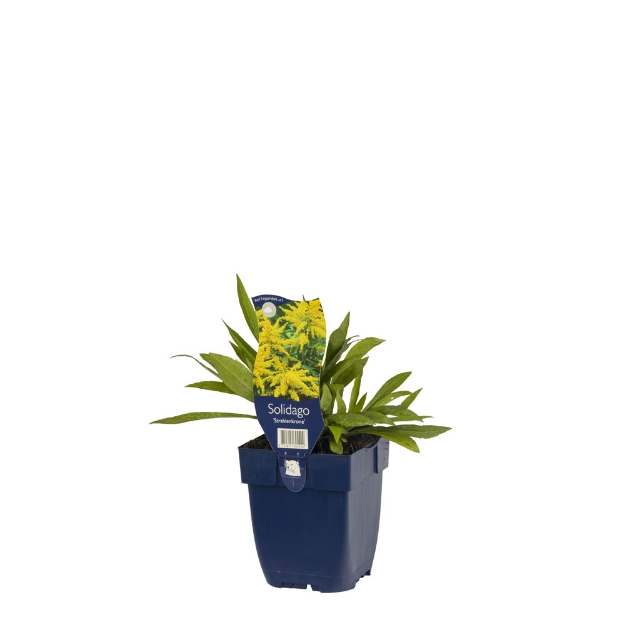 Image de Solidago 'Strahlenkrone' - pot de 11 cm.