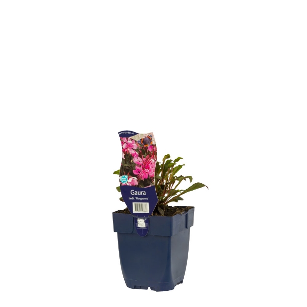 Image de Gaura lindh. 'Florgauros' - pot de 11 cm.