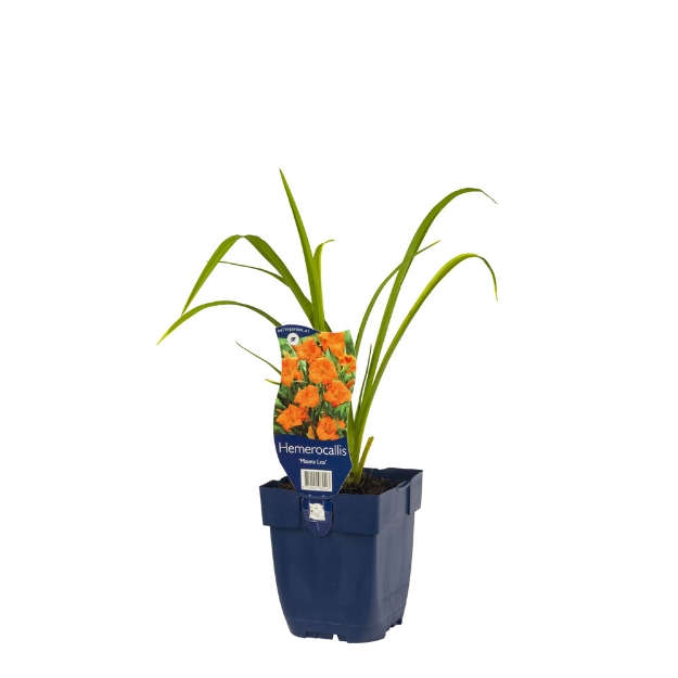 Image de Hemerocallis 'Mauna Loa' - pot de 11 cm.