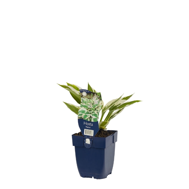 Image de Hosta 'Patriot' - pot de 11 cm.