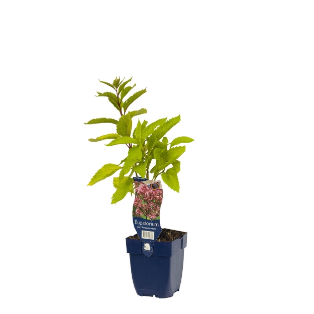 Image de Eupatorium mac. 'Atropurpureum' - pot de 11 cm.