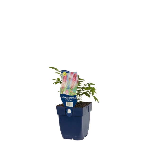 Image de Sanguisorba off. 'Pink Tanna' - pot de 11 cm.