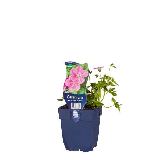 Image de Geranium river. 'Russell Prichard' - pot de 11 cm.