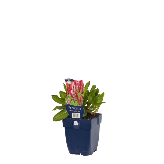 Image de Persicaria aff. 'Darjeeling Red' - pot de 11 cm.