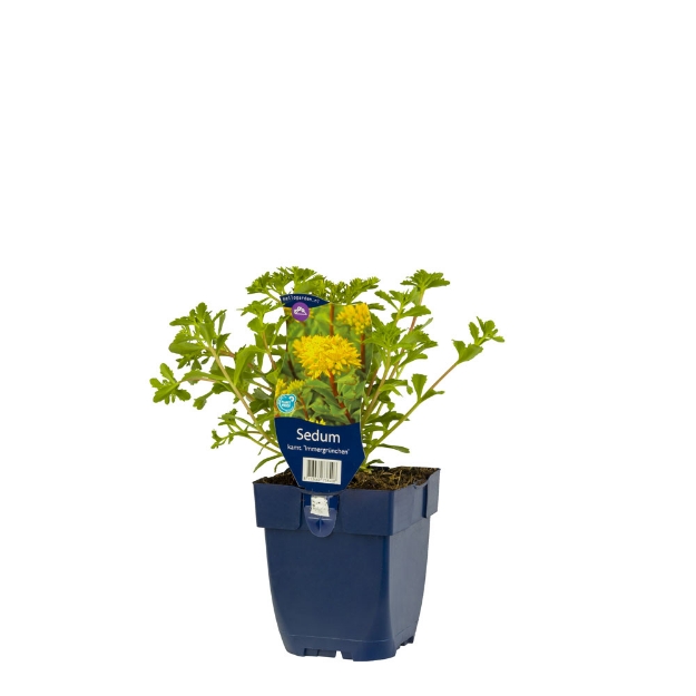 Image de Sedum kamt. 'Immergrün' - pot de 11 cm.