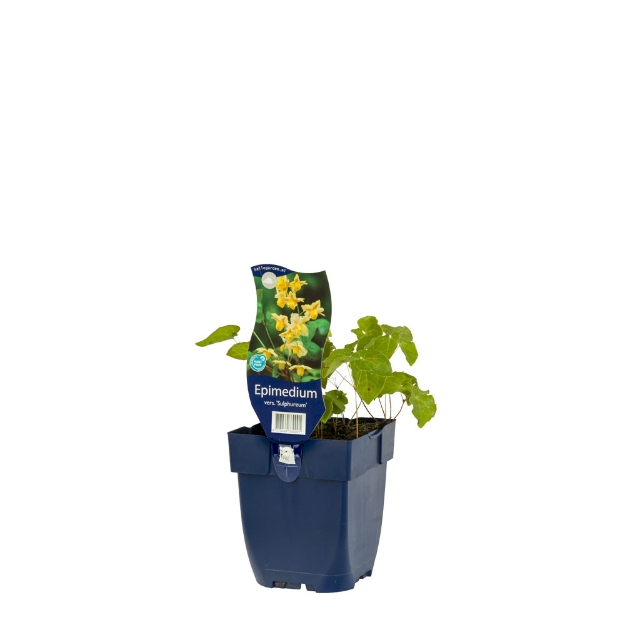 Image de Epimedium vers. 'Sulphureum' - pot de 11 cm.