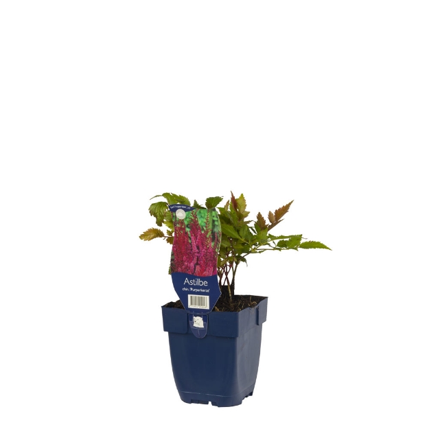 Image de Astilbe chin. 'Purpurkerze' - pot de 11 cm.