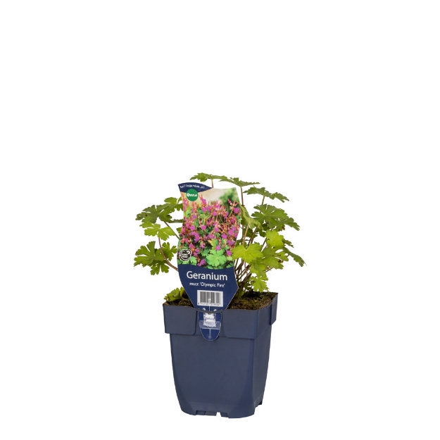 Image de Geranium macr. 'Olympic Fire' - pot de 11 cm.