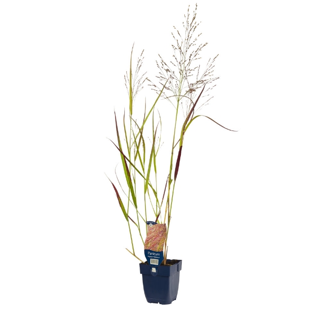 Image de Panicum virg. 'Rehbraun' - pot de 11 cm.