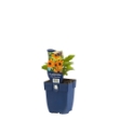 Image de Rudbeckia tril. 'Prairie Glow' - pot de 11 cm.