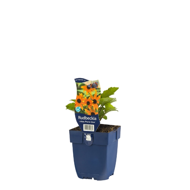 Image de Rudbeckia tril. 'Prairie Glow' - pot de 11 cm.