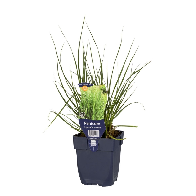 Image de Panicum virg. 'Northwind' - pot de 11 cm.