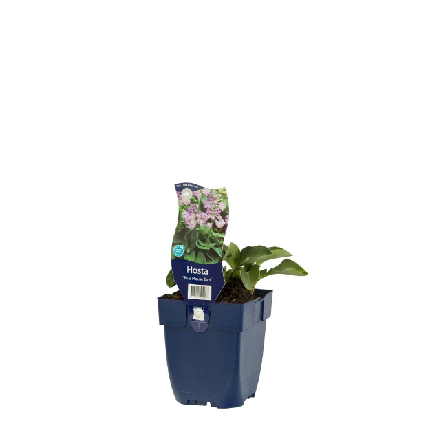 Image de Hosta 'Blue Mouse Ears' - pot de 11 cm.