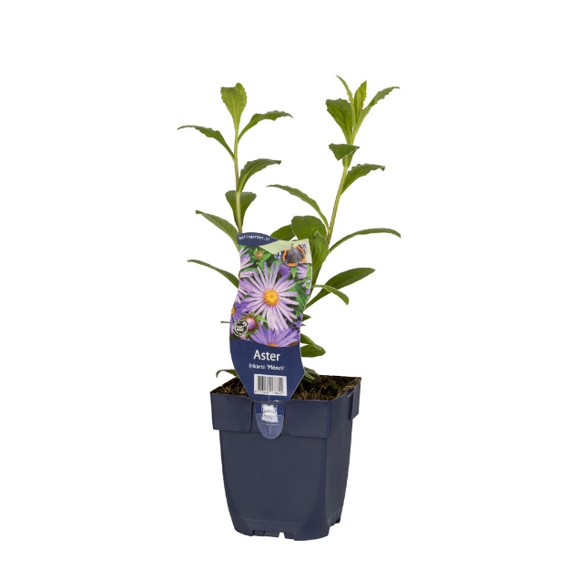 Image de Aster frikartii 'Mönch' - pot de 11 cm.
