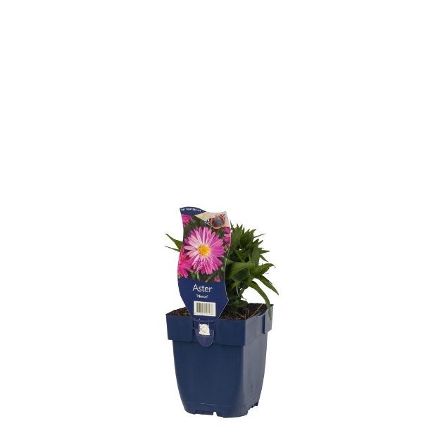 Image de Aster novi-belgii 'Neron' - pot de 11 cm.