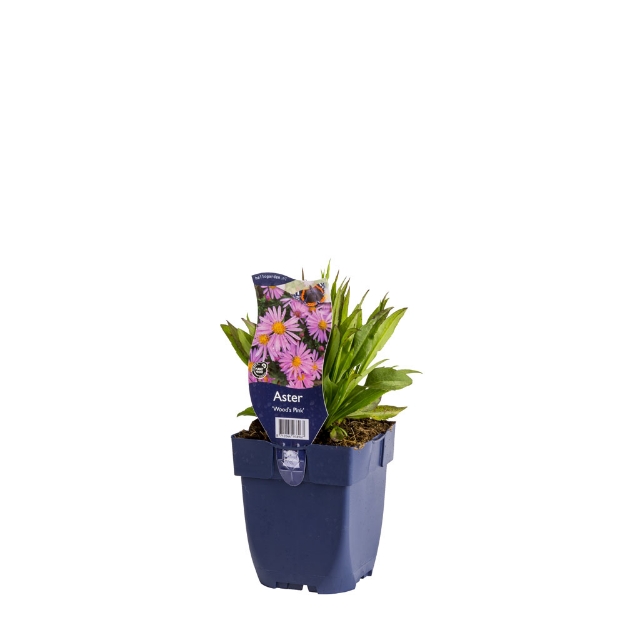 Image de Aster 'Wood's Pink' - pot de 11 cm.