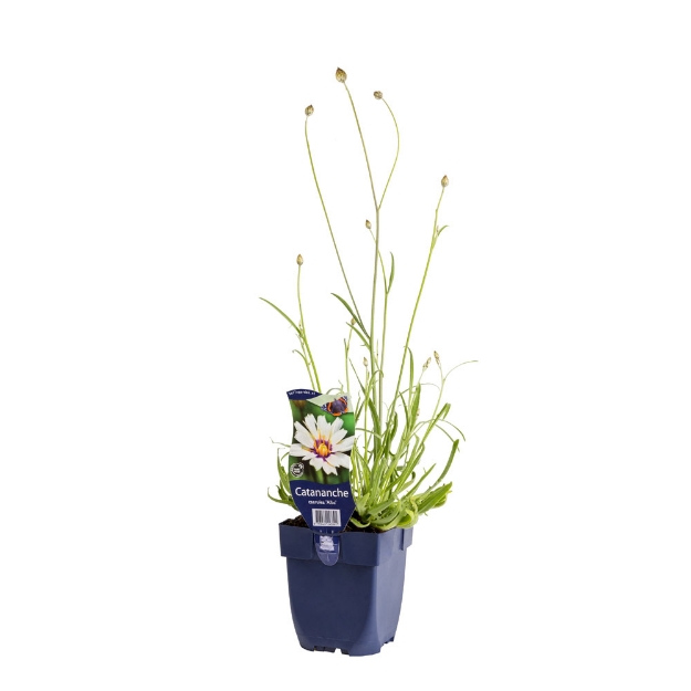 Image de Catananche caerulea 'Alba' - pot de 11 cm.