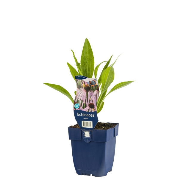 Image de Echinacea pallida - pot de 11 cm.