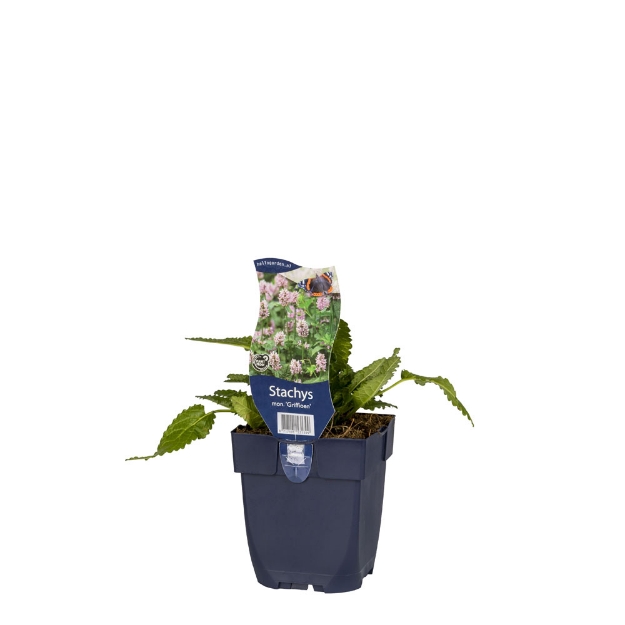 Image de Stachys mon. 'Griffioen' - pot de 11 cm.