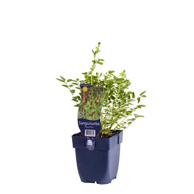 Image de Sanguisorba 'Proud Mary' - pot de 11 cm.