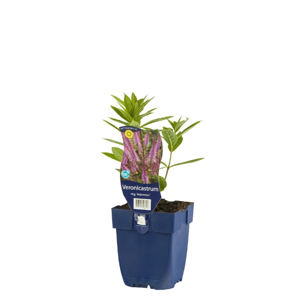 Image de Veronicastrum virg. 'Adoration' - pot de 11 cm.