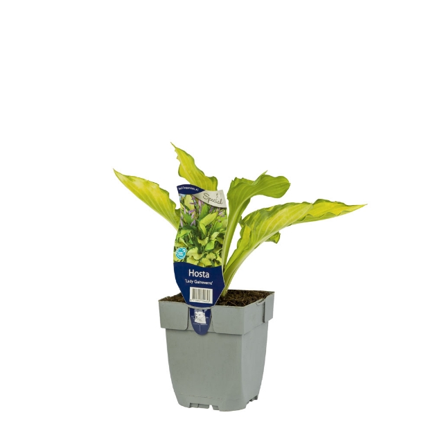 Image de Hosta 'Lady Guineverre' - pot de 11 cm.