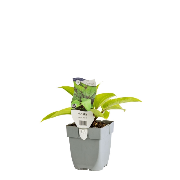 Image de Hosta 'Purple Heart' - pot de 11 cm.