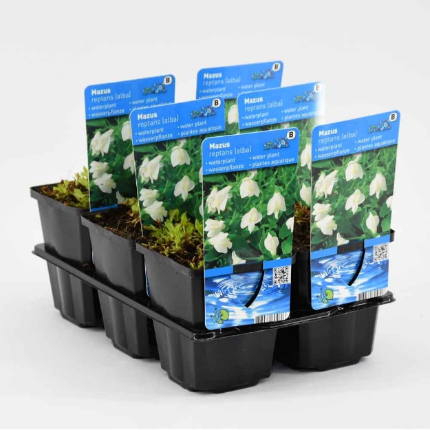 Image de Mazus reptans Wit Pot 9cm