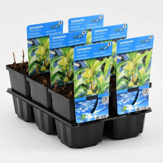 Image de Lysimachia thyrsiflora Pot 9cm