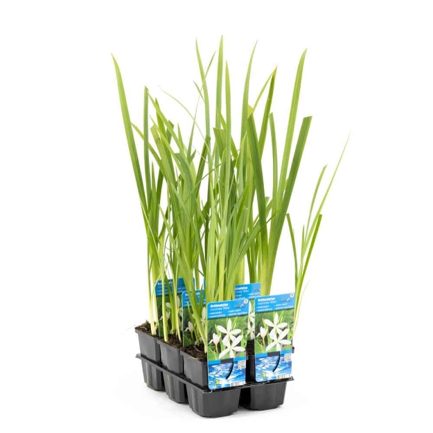 Image de Schizostylis coccinea 'Alba' Pot 9cm