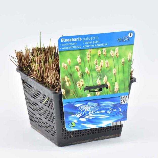 Image de Eleocharis palustris Pot 18cm
