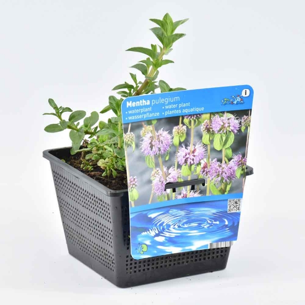 Image de Mentha pulegium Pot 18cm