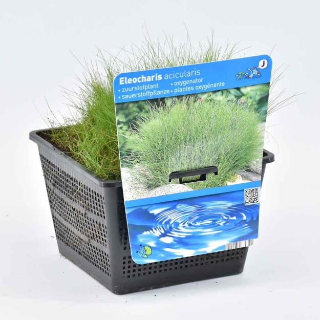Image de Eleocharis acicularis Pot 18x18cm