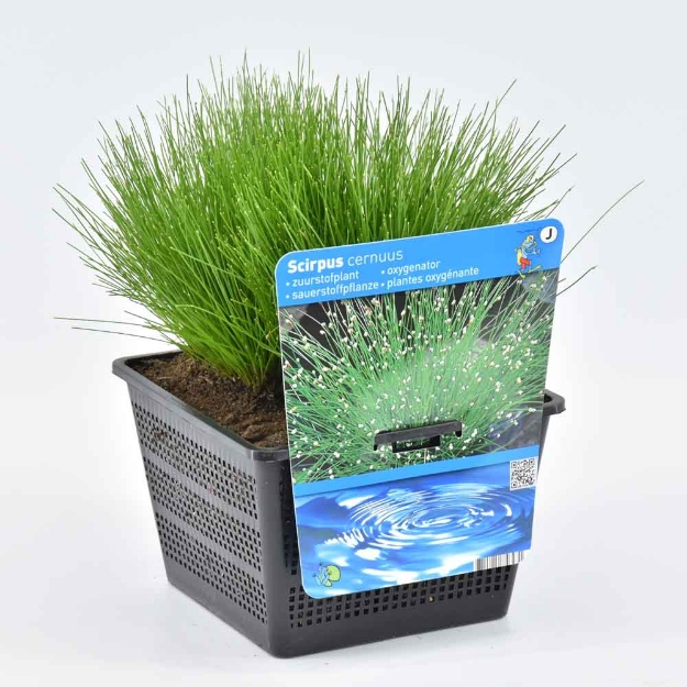 Image de Scirpus cernuus Pot 18x18cm