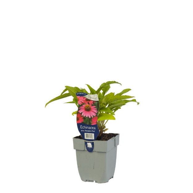 Image de Echinacea purp. 'Sensation Pink' - pot de 11 cm.