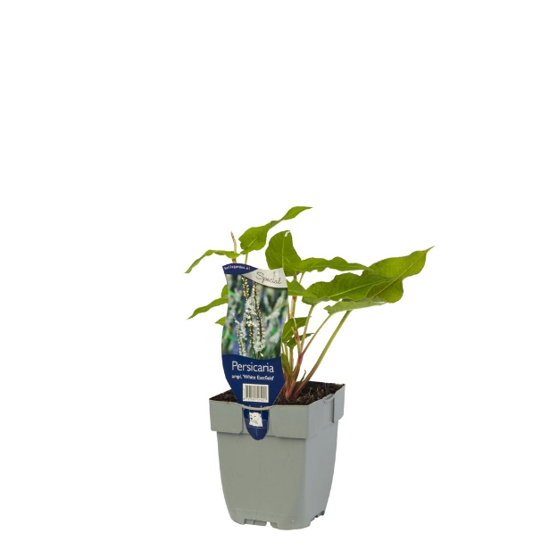 Image de Persicaria ampl. 'White Eastfield' - pot de 11 cm.