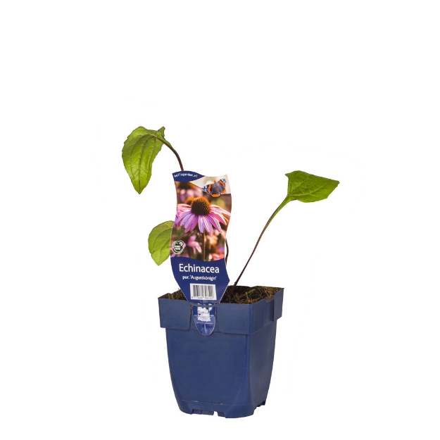 Image de Echinacea purp. 'Augustkönigin' - pot de 11 cm.