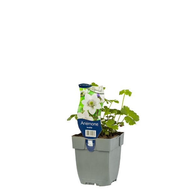 Image de Anemone leveillei - pot de 11 cm.