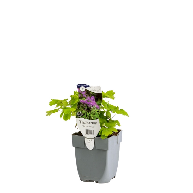 Image de Thalictrum 'Black Stockings' - pot de 11 cm.