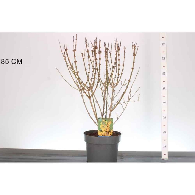 Image de Forsythia int. 'Minigold'