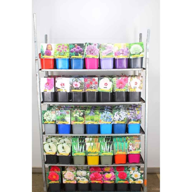 Image de Hibiscus moscheutos