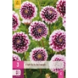 Image de 3 DAHLIA EDINBURGH I
