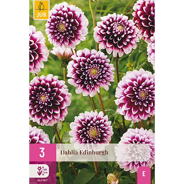 Image de 3 DAHLIA EDINBURGH I